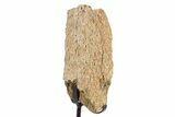 Fossil Triceratops Limb Section w/ Metal Stand - South Dakota #340078-1